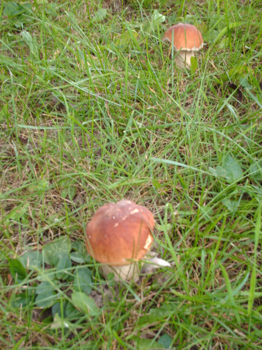baby cepes in our yard.jpg