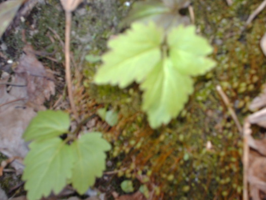 crinkleroot leaves.jpg