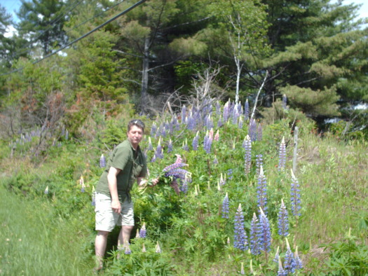 franois aux lupins.jpg