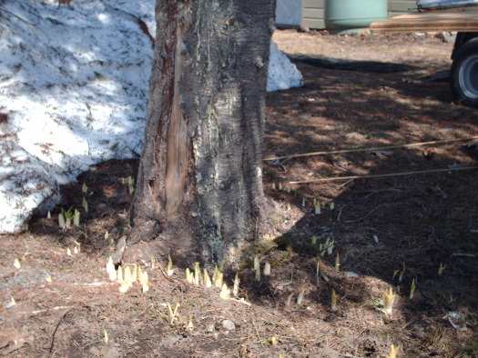 snow receding to show day lily sprouts.jpg